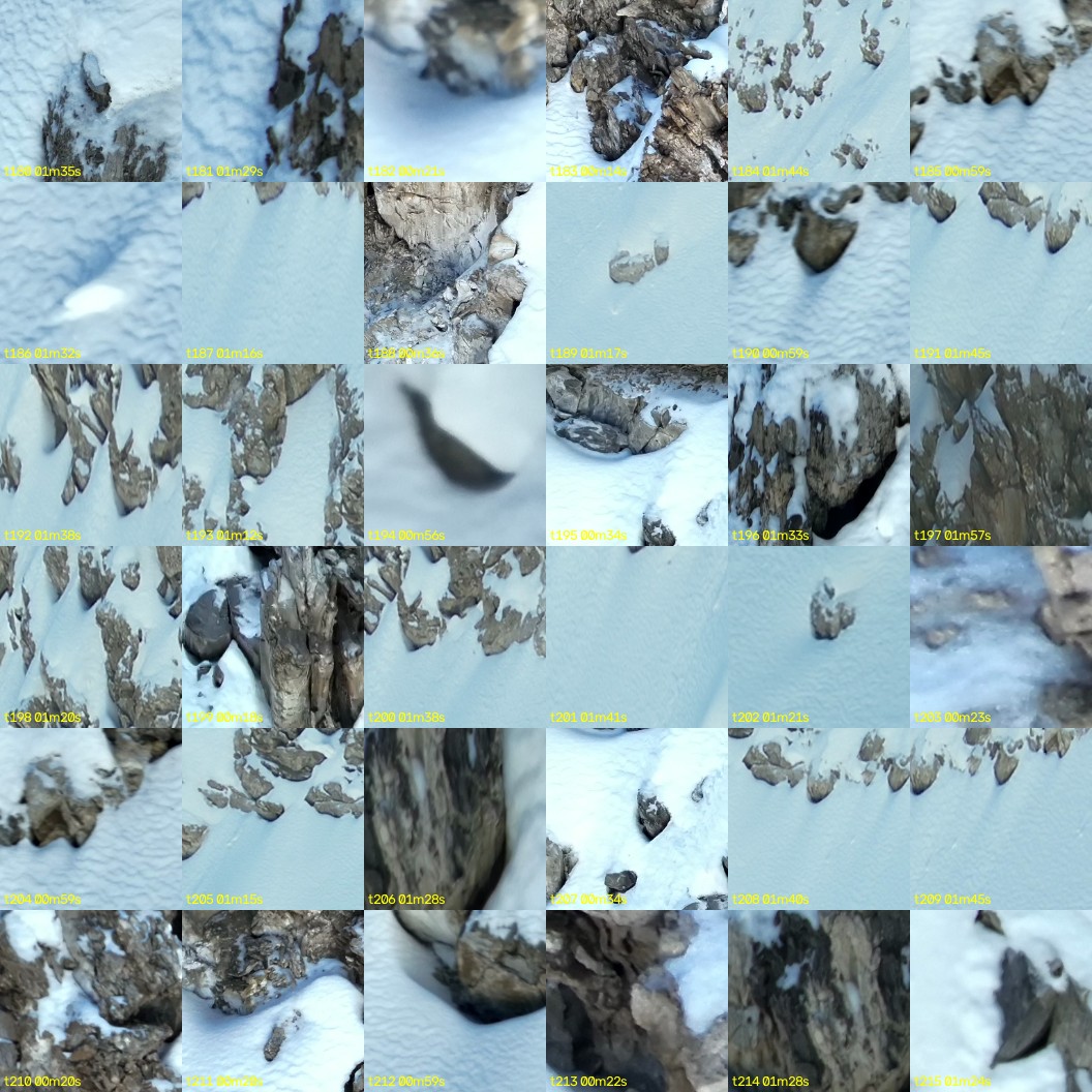 montage_05.jpg