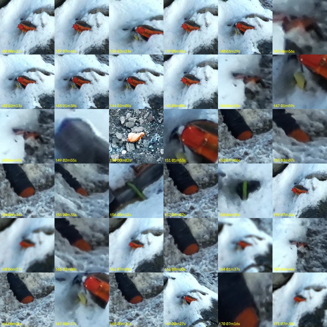 montage_01.jpg